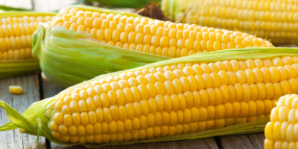 Pros and cons of Corn