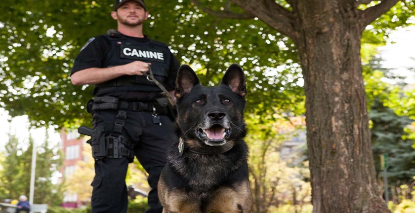 Pros and Cons of K-9 Unit