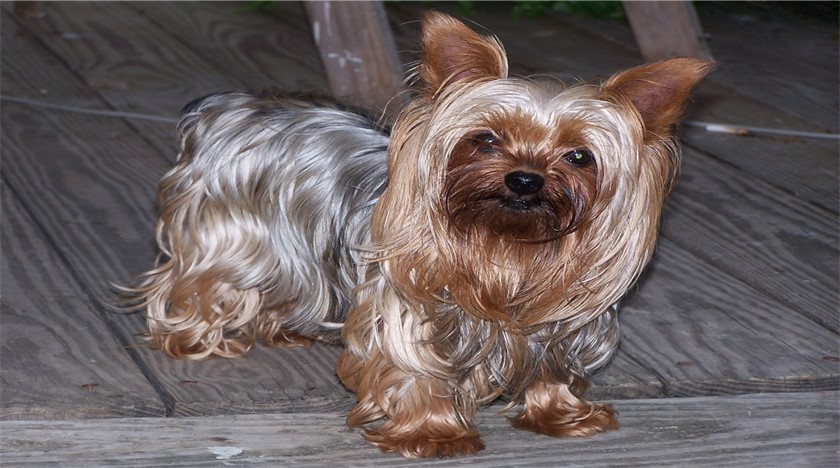 Pros and Cons of Yorkie