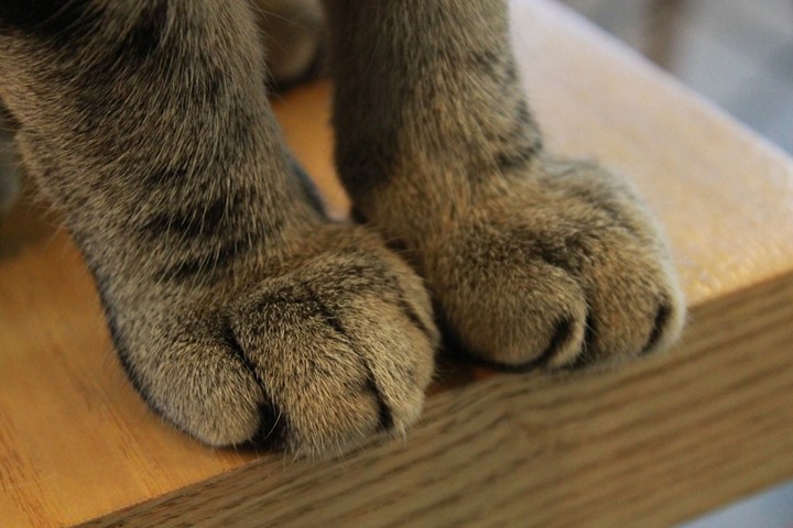 Pros and Cons of Declawing Cats