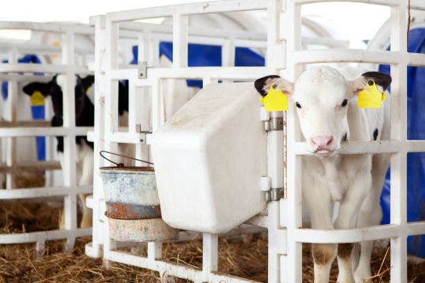 Pros and cons of selective breeding