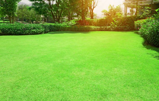 Pros and Cons of Zoysia Grass