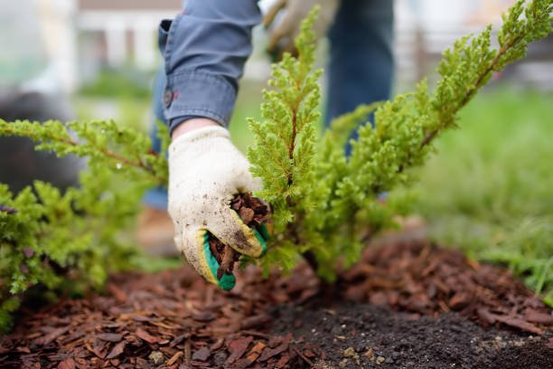 Pros and Cons of Mulch